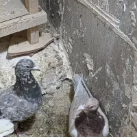 نر و ماده سار قزوینی‌جفتگاه۳تومن|پرنده|تربت‌حیدریه, مظفریه|دیوار