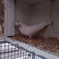 کبوتر کله زرد و طوقی فروشی