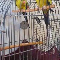 یک جفت طوطی نائب السلطنه نر