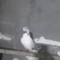 کبوتر همشون هم پرشی هم بازیدار|پرنده|اردبیل, |دیوار
