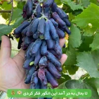 پیش فروش نهال به قیمت پارسال خرید کنید|خدمات باغبانی و درختکاری|میاندوآب, |دیوار