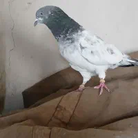 کبوتر