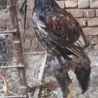 جوجه خروس و تاقچه اوشامو دانگ بالا