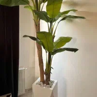 موز ارتفاع ۲متر