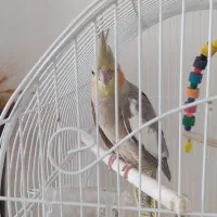 دو عدد پرنده عروس هلندی