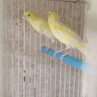 قناری ماده|پرنده|جره و بالاده, |دیوار