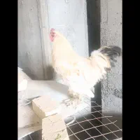 خروس|حیوانات مزرعه|قم, ولیعصر|دیوار