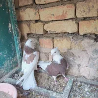 کبوتر شازده و ابلغ|پرنده|مبارکه, |دیوار