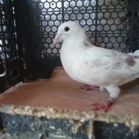 کبوتر مسافتی