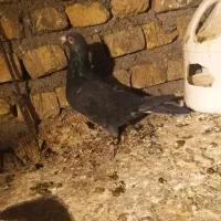 کبوترها|پرنده|شیروان (خراسان), |دیوار