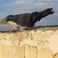 کفتر زاغ کاکلی|پرنده|سراب, |دیوار