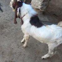 دوتا بزغاله نر جنس بالا|حیوانات مزرعه|مراوه, |دیوار