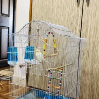 عروس هلندی نر سخنگو