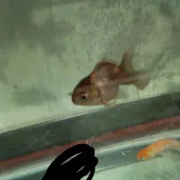 پمپ اکسیژن رایگان|ماهی|شیراز, شهرک فرهنگیان|دیوار