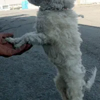 یک باب سگ پاپی ماده|سگ|خمینی‌شهر, |دیوار