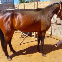 اسب نژاد ترکمن