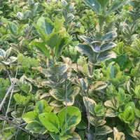 فروش یاس هلندی شمشاد طلایی سبز|گل و گیاه طبیعی|آمل, |دیوار