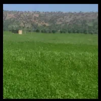 زمین دهنو میلاس