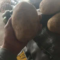 سیب زمینی کله اگریا