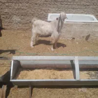 چپش وبز باکره قشنگ|حیوانات مزرعه|اردکان, |دیوار
