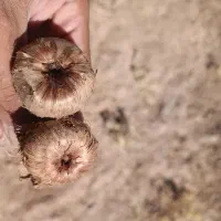 پیش فروش پیاز زعفران