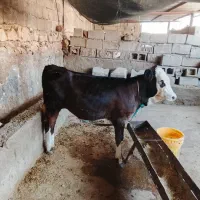 گوساله ماده سمینتال وگوساله نر سمینتال