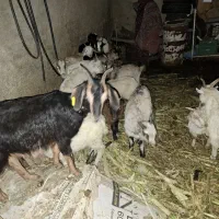 بزغاله نر و ماده