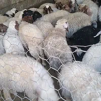 بره پروار