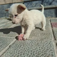 توله سک اشپیتز