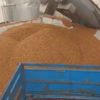 فروش تفاله سیب و وعلوفه زرت فله در بسته بندی
