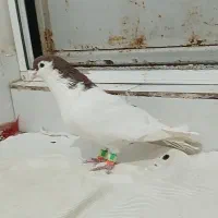 کفتر خال نر