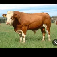 قصاب ذبح گوسفند و گوساله در محل شبانهروزی|حیوانات مزرعه|اسلامشهر, مطهری|دیوار