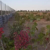 باغ ۲۰۰۰ متری روبروی اسنوا با درختان پسته پیوندی