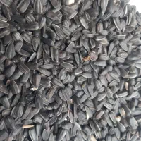 آفتاب روغنی بذری