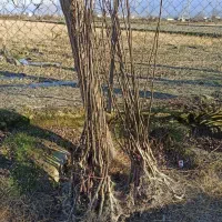 نهال به صادراتی مخصوص شمال.تعداد محدود|خدمات باغبانی و درختکاری|کردکوی, |دیوار