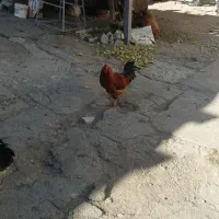 خروس|حیوانات مزرعه|اردبیل, |دیوار