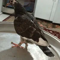 جوجه جان آردن|پرنده|مشهد, گاز|دیوار
