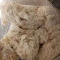 پنبه