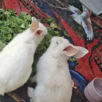 خرگوش