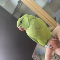 ملنگو رام و دستی