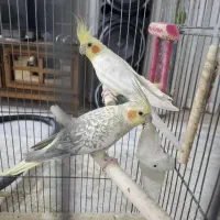 1 جفت عروس هلندی مولد