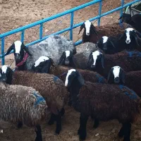 گوسفند ژن دار عتیقه شال بره ماده میش قوچ