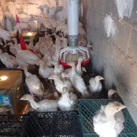 بوقلمون بیوتی سه ماهه|حیوانات مزرعه|کلاردشت, |دیوار