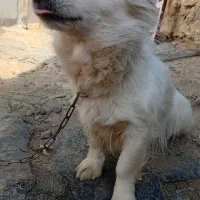 سگ..
