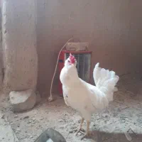 گلین خروس گلین