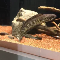 ماهی چانا گلدن کبری|ماهی|لاهیجان, کوی خزر|دیوار