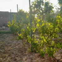 فروش-زمین-مسکونی