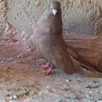سهکبوترخوب