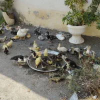 فروش جوجه اردک خارجی از ۱ماه و نیم تا ۲ماه ونیم|حیوانات مزرعه|جویبار, |دیوار