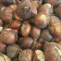 فروش پیاز گل نرگس شیراز